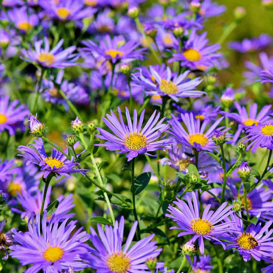 Aster seeds