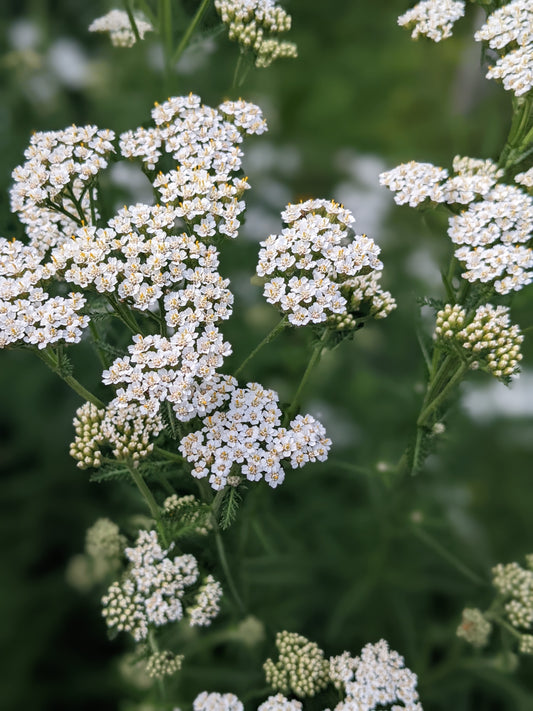 Yarrow seeds