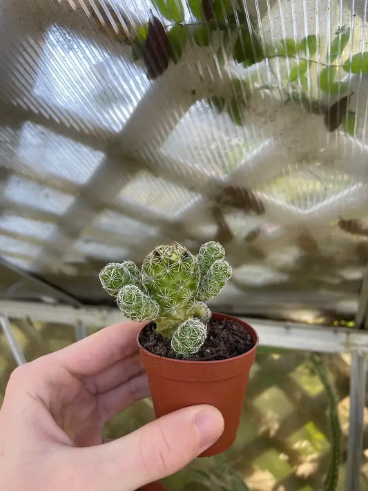 Thimble Cactus
