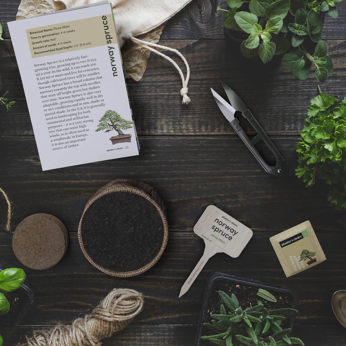 Bonsai Growing Kit