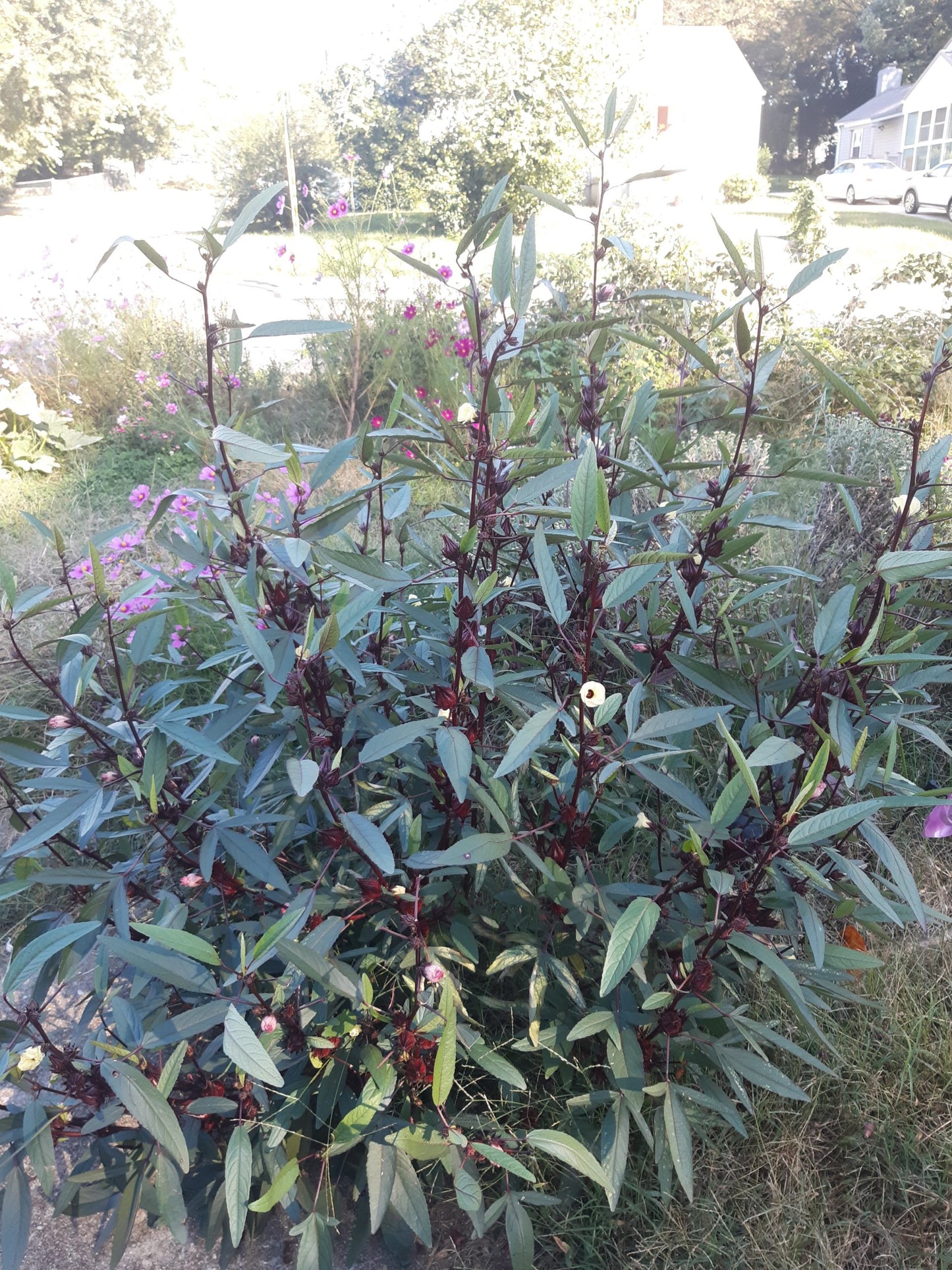 Jamaican sorrel seeds