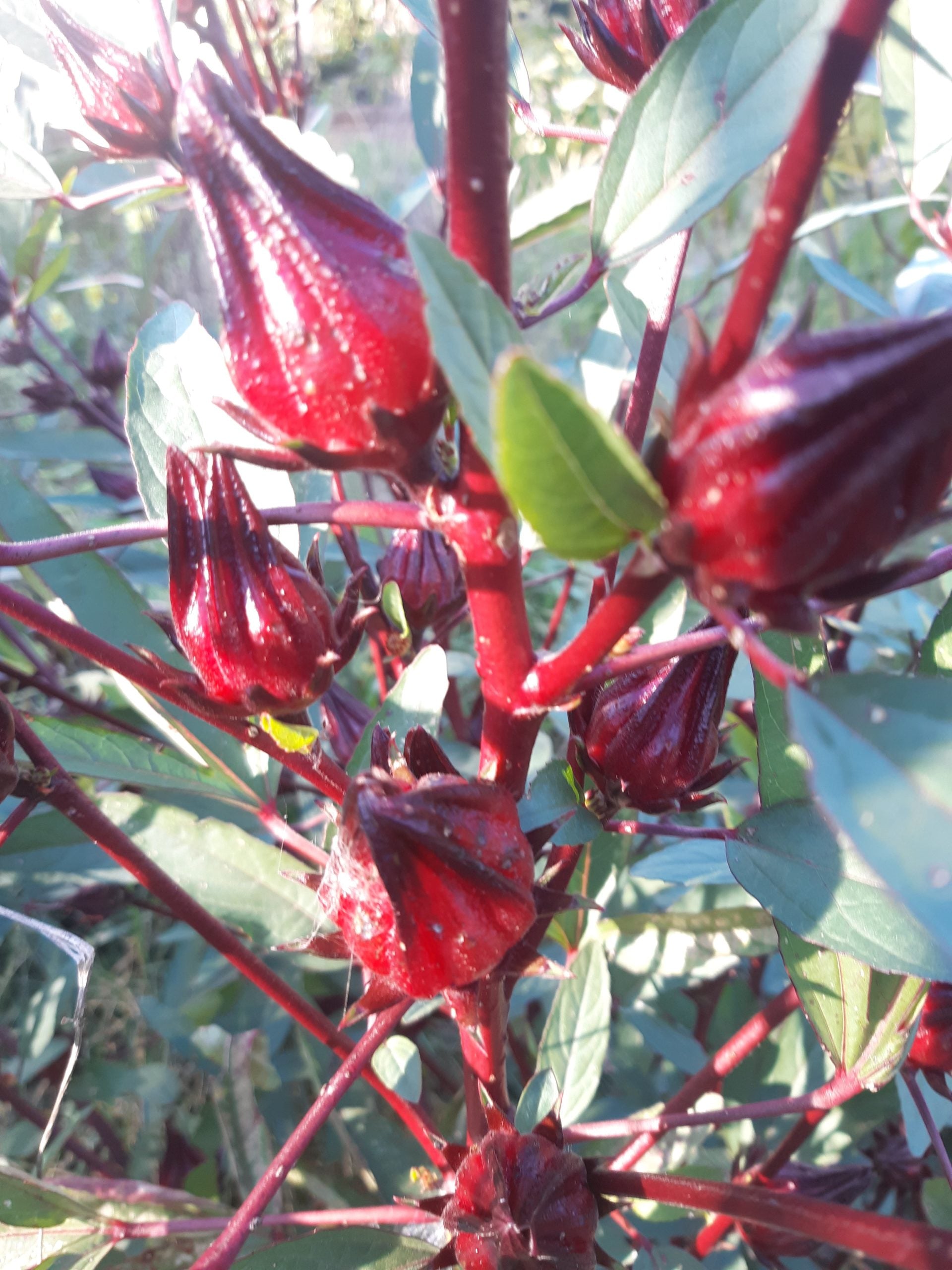 sorrel plant seeds Jamaican sorrel seeds