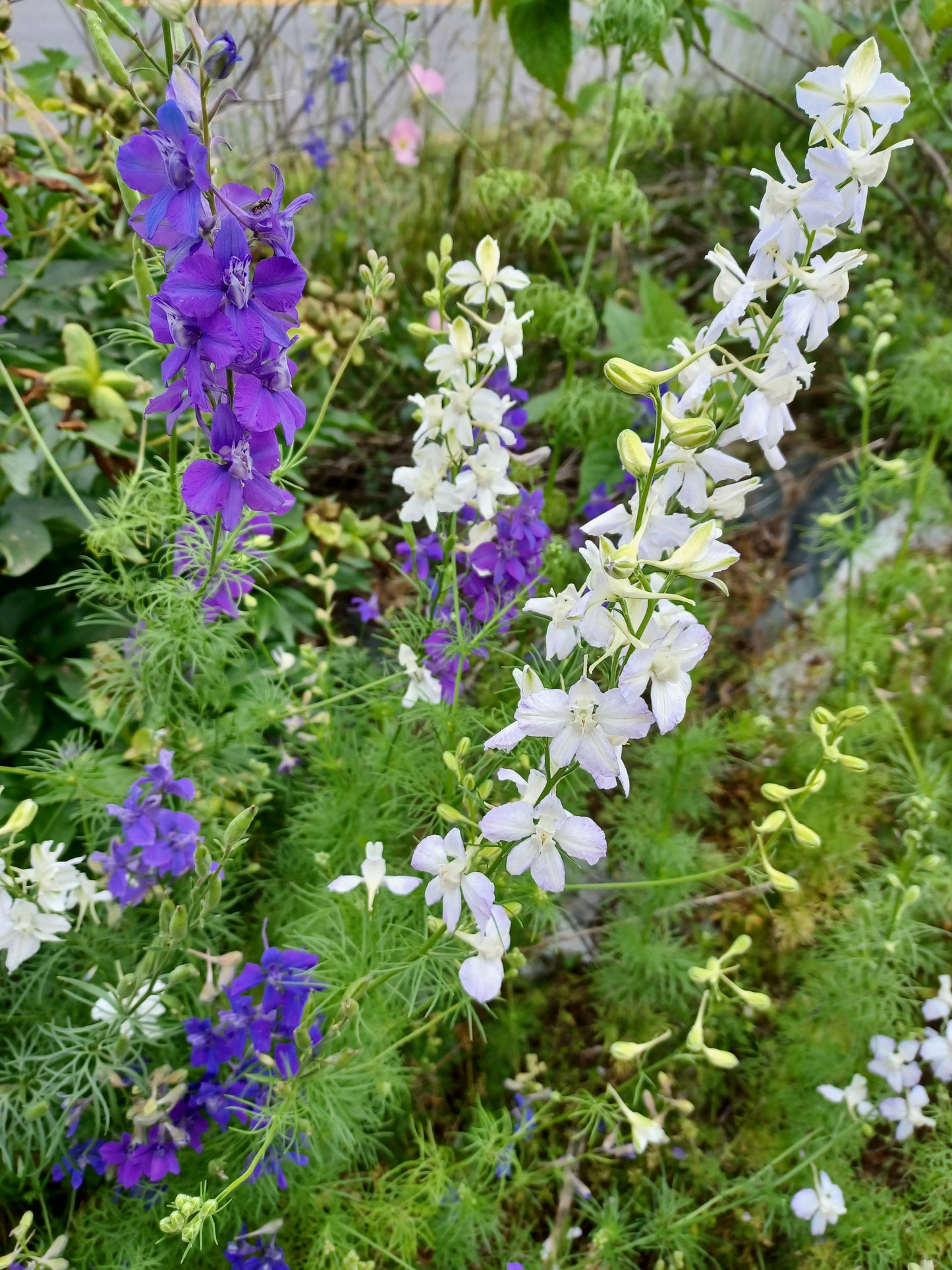 Bunny Bloom larkspur seeds