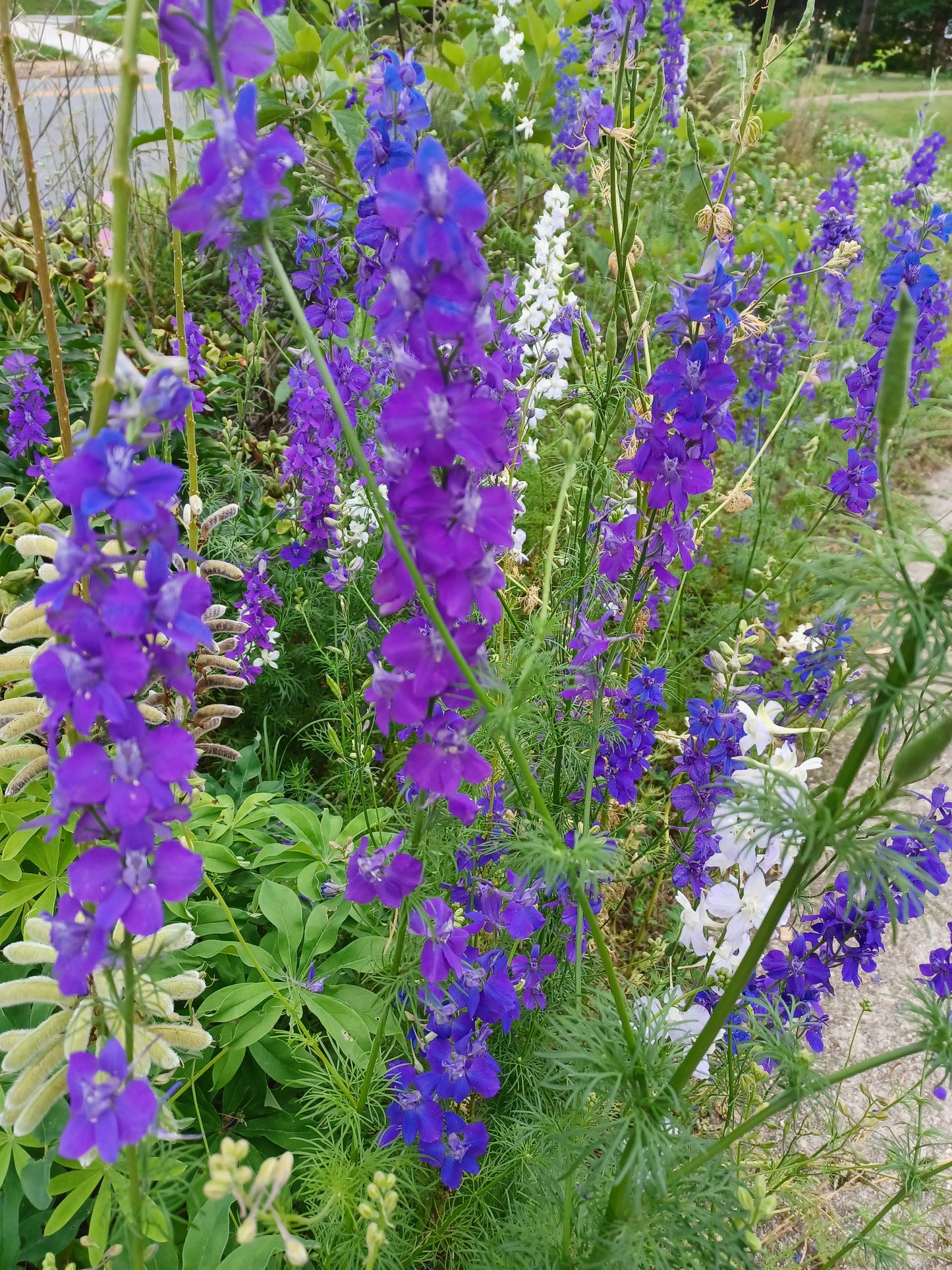 Bunny Bloom larkspur seeds
