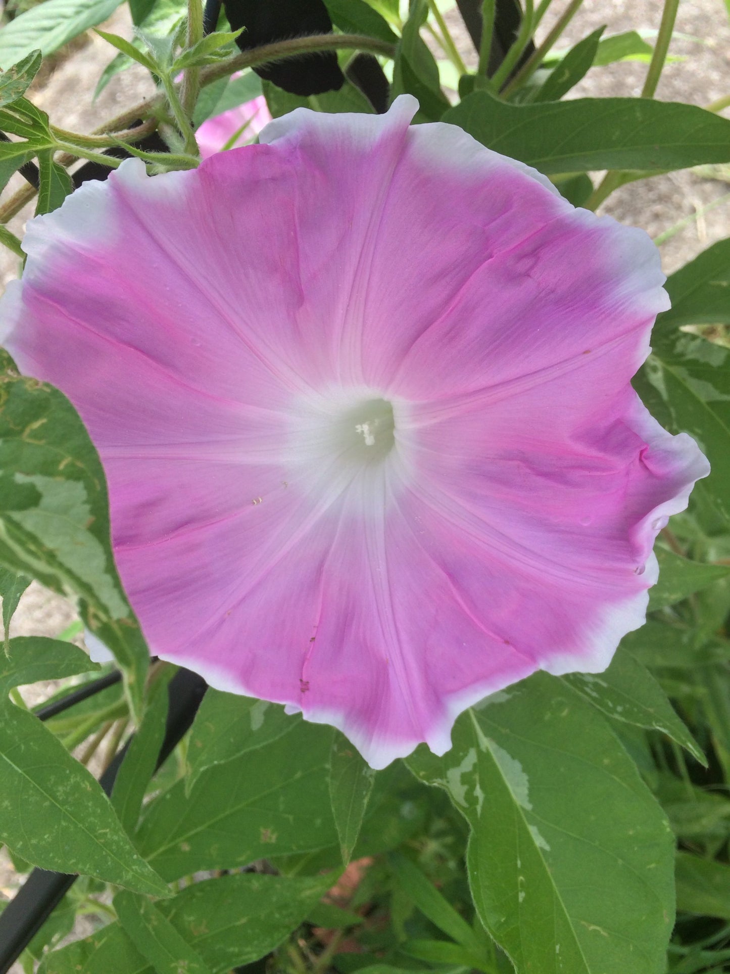 Sakura Dance | Japanese morning glory seeds