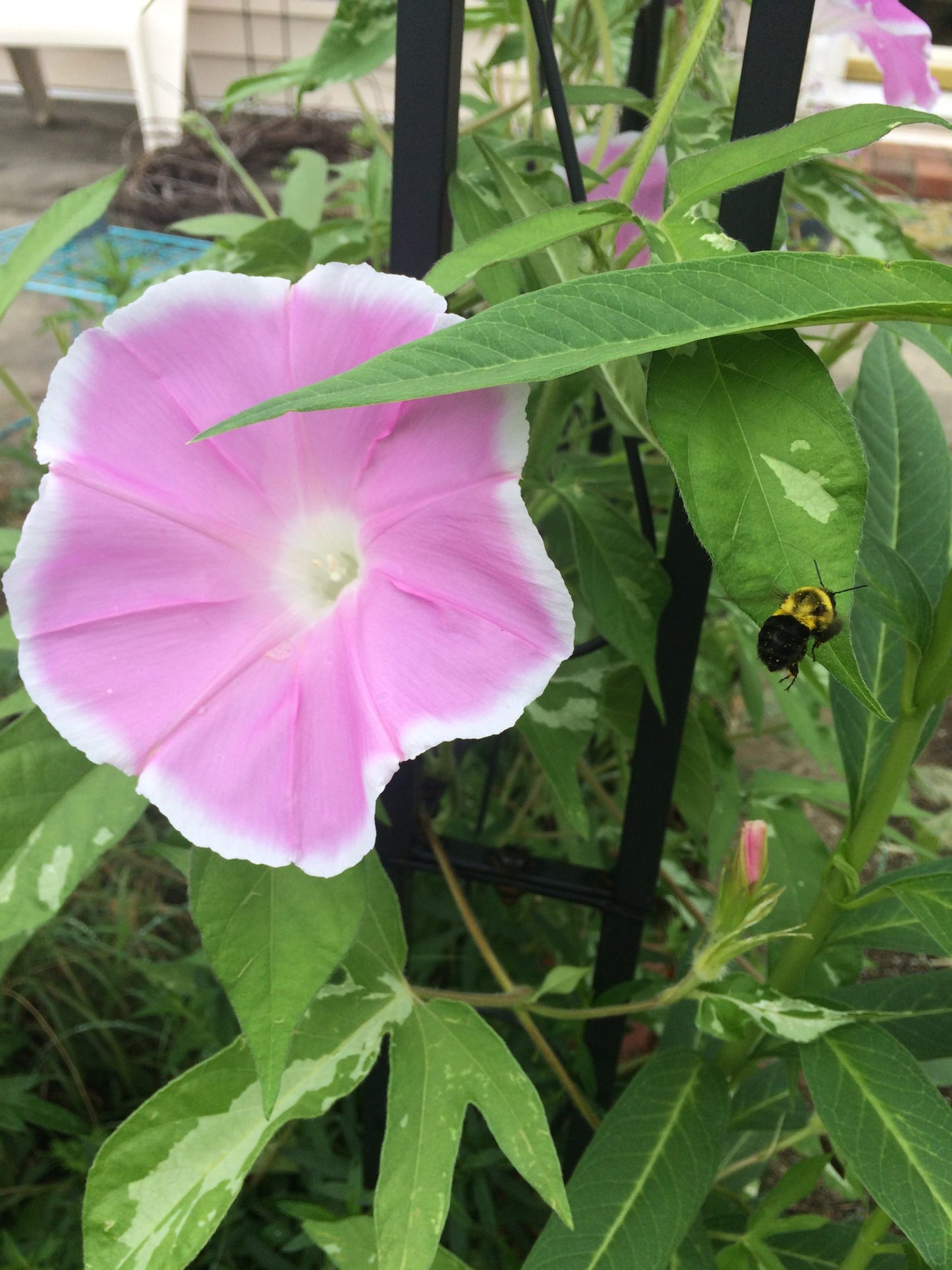 Sakura Dance | Japanese morning glory seeds