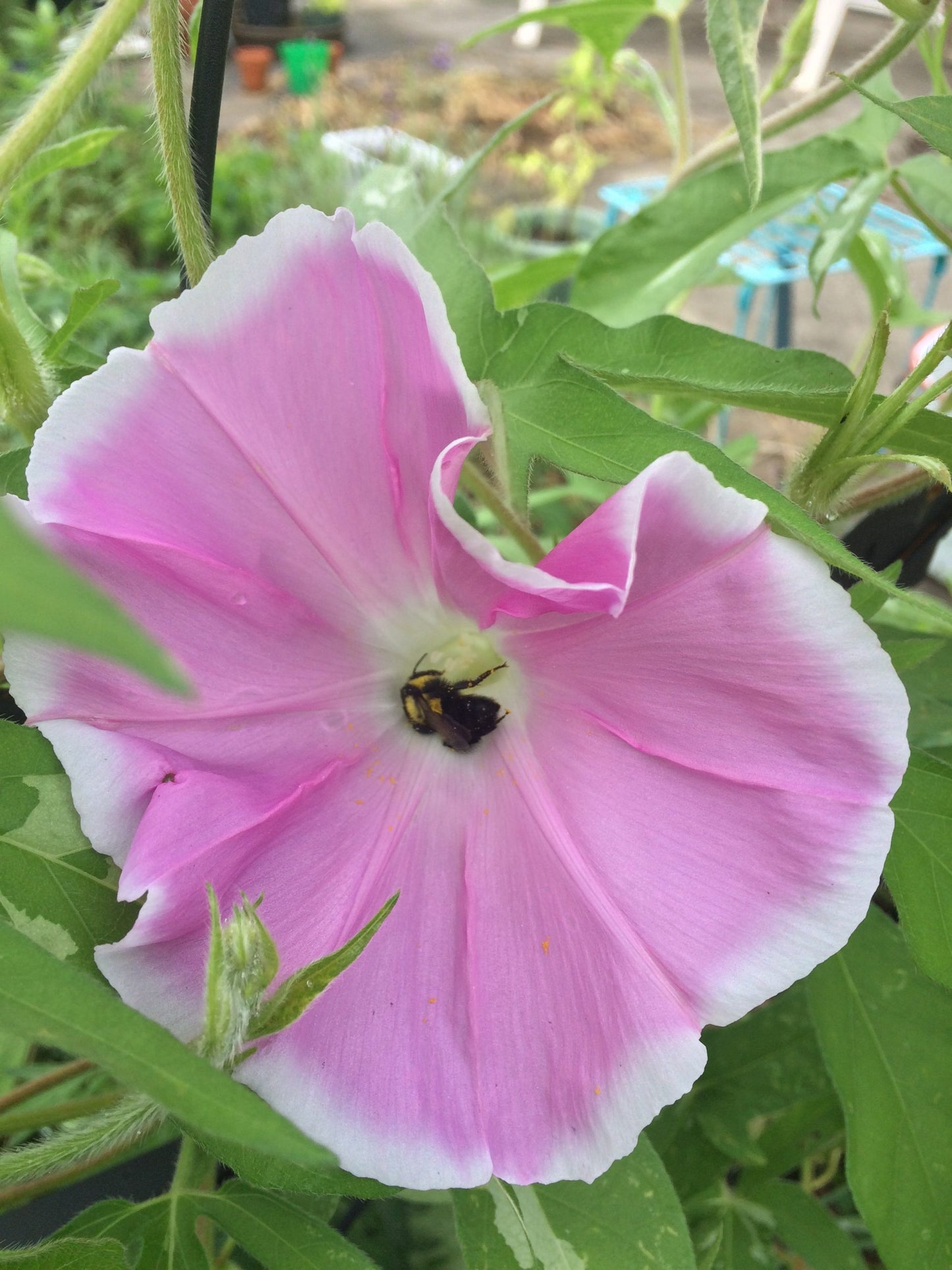 Sakura Dance | Japanese morning glory seeds