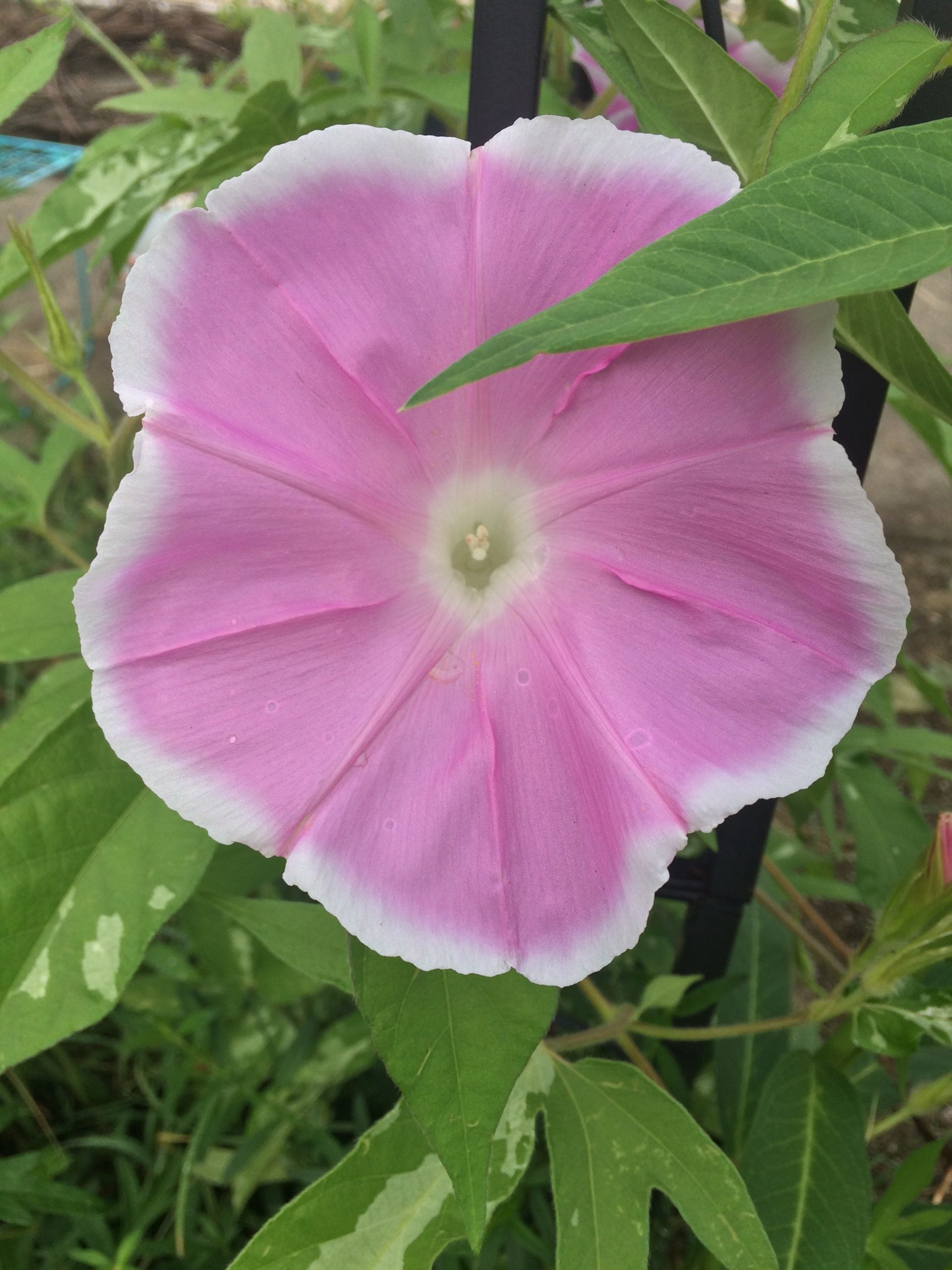Sakura Dance Japanese morning glory vine