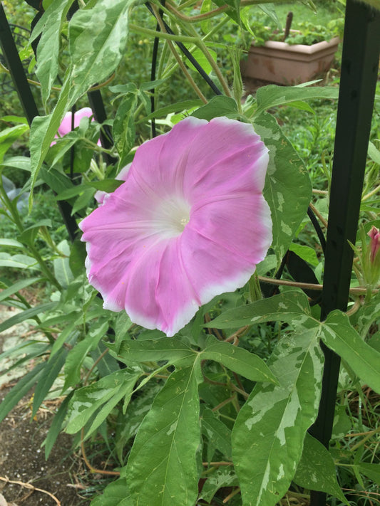 Sakura Dance, Japanese morning glory vine, heirloom