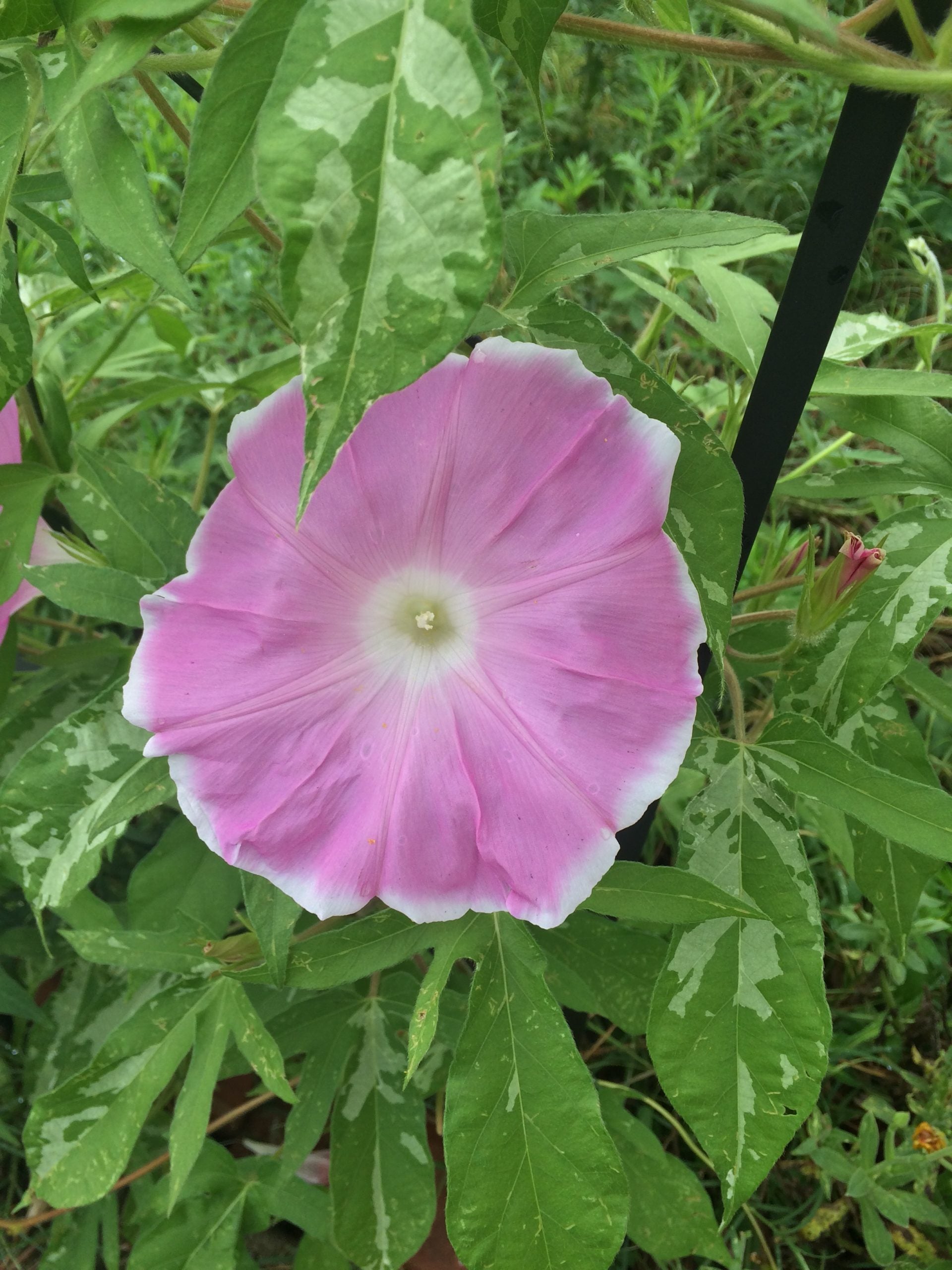 Sakura Dance Japanese morning glory
