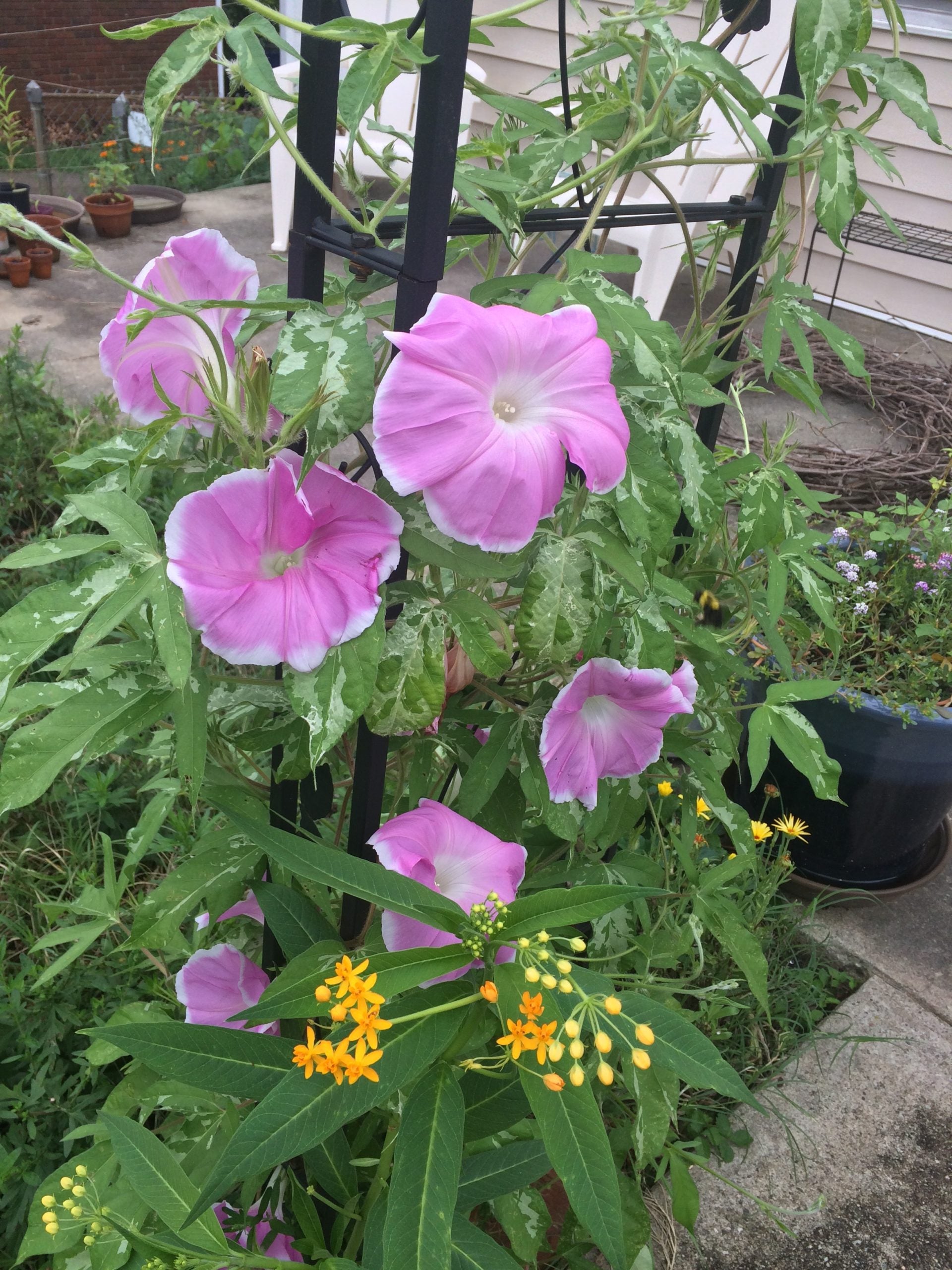 Sakura Dance Japanese morning glory