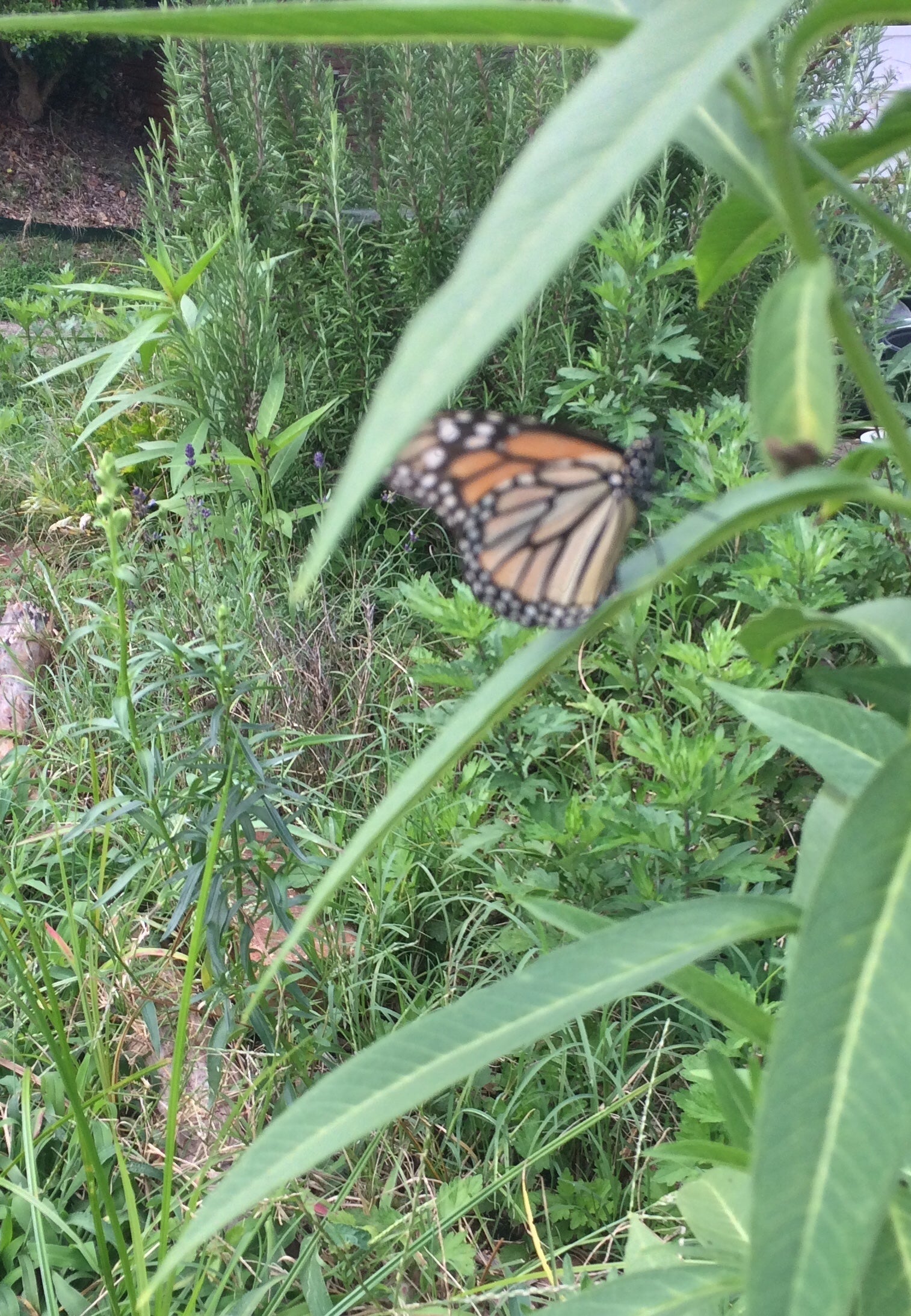 Butterfly Weed Seeds
