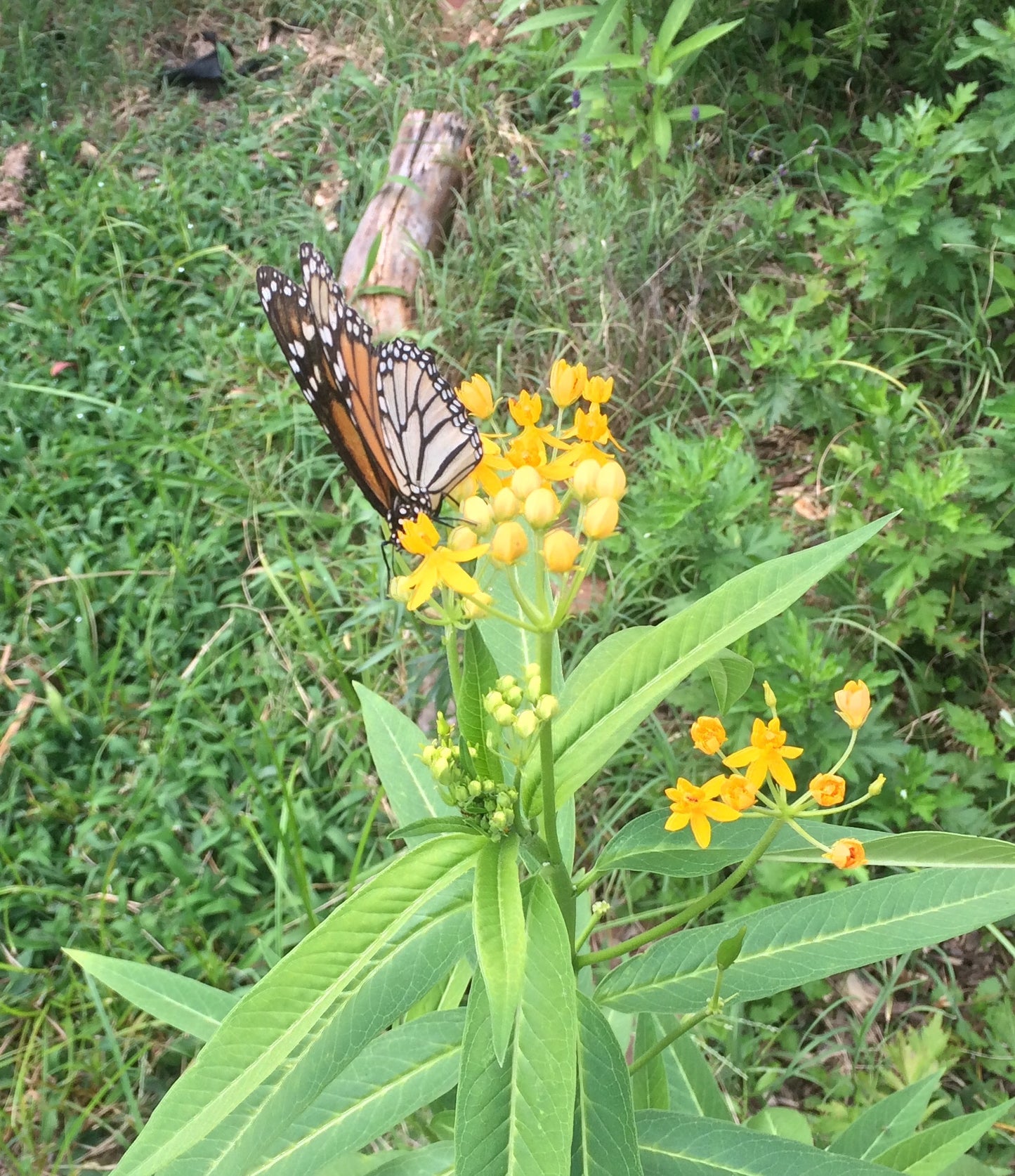Butterfly Weed Seeds