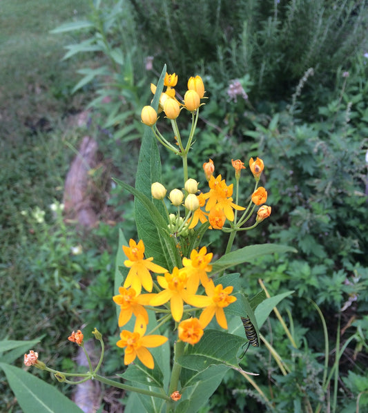 Butterfly Weed Seeds