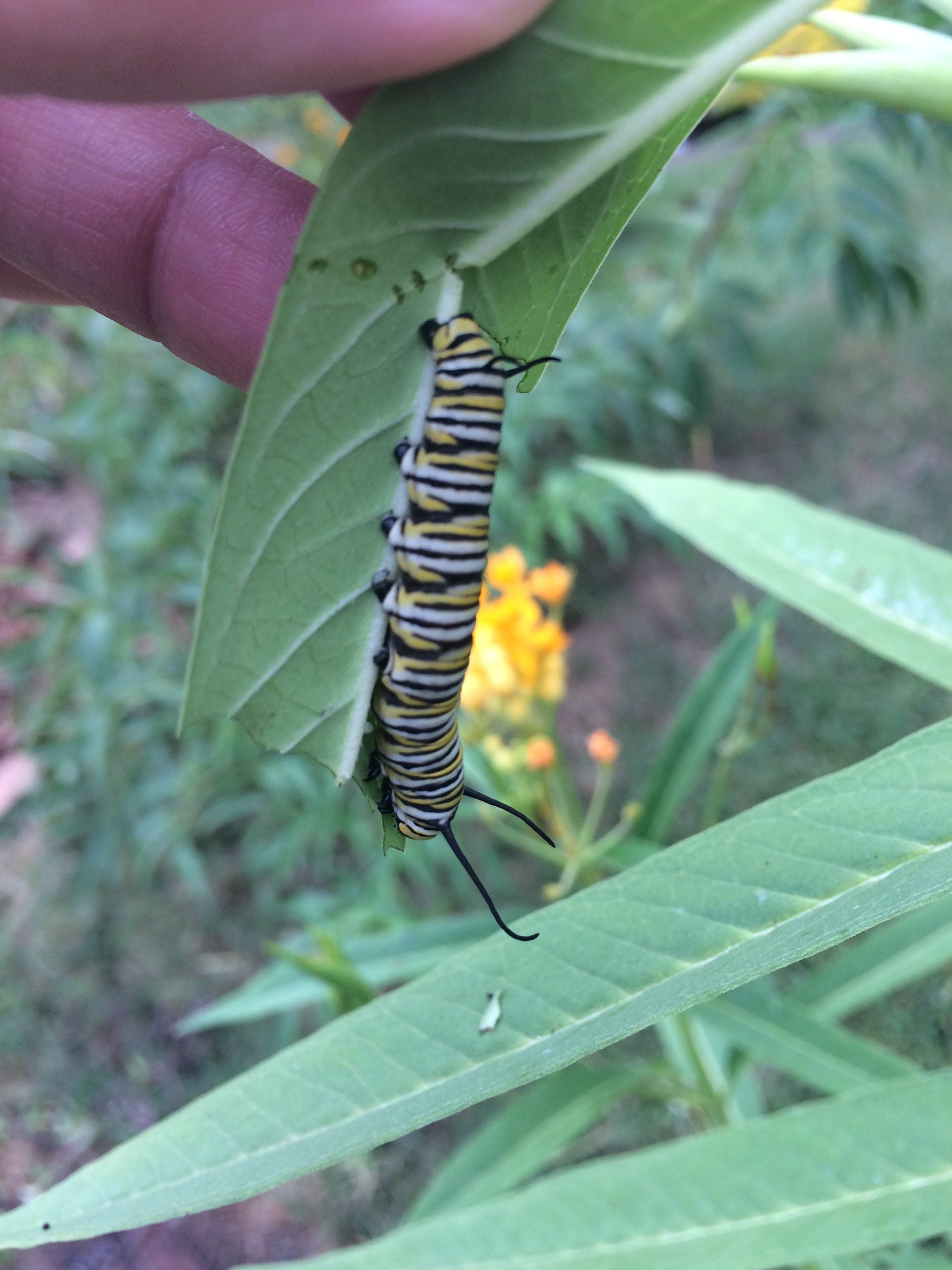 Butterfly Weed Seeds