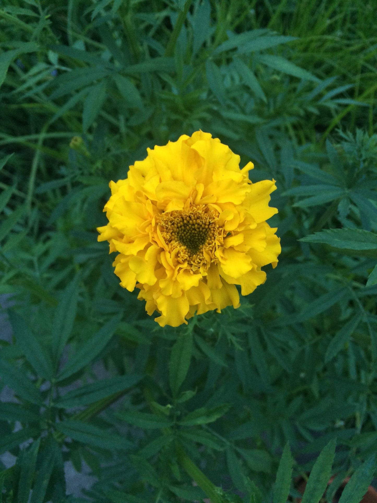Aztec Marigold Seeds