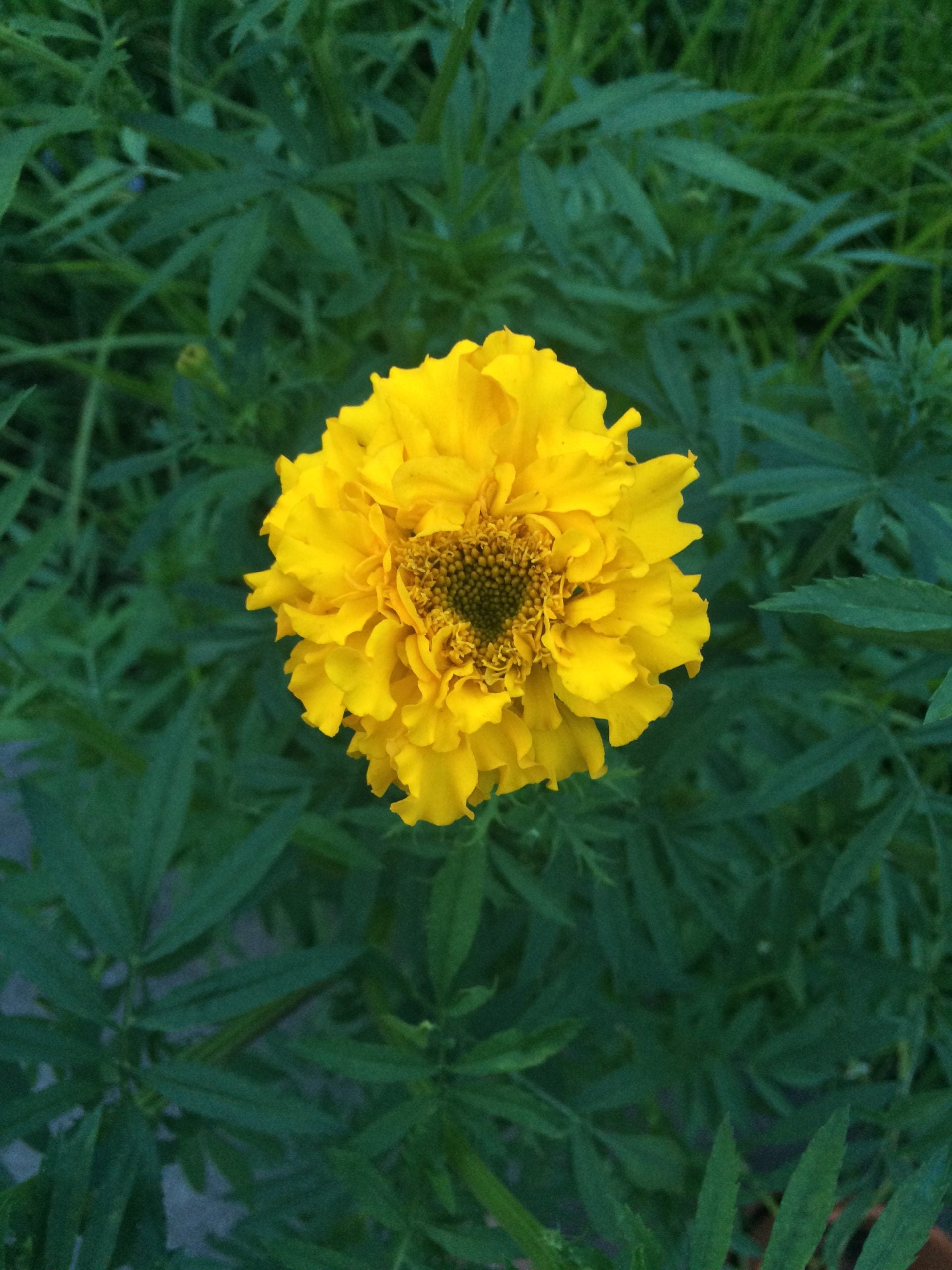 Aztec Marigold Seeds
