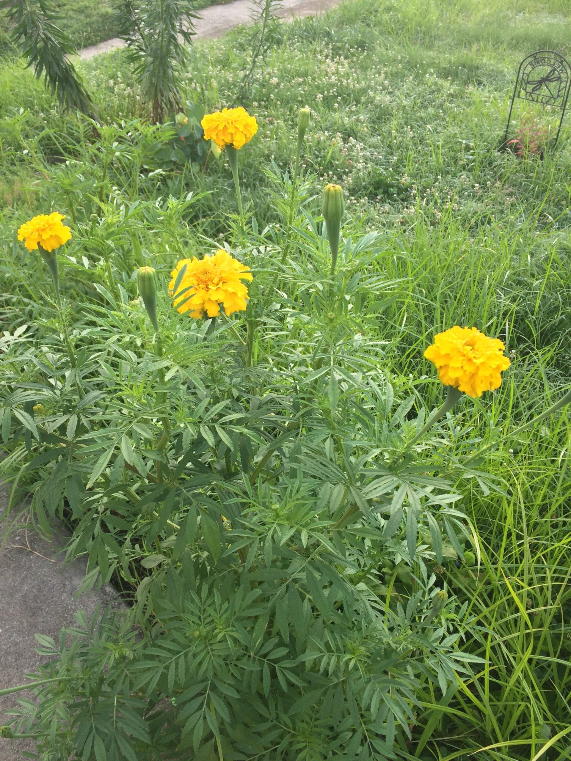 Aztec Marigold Seeds