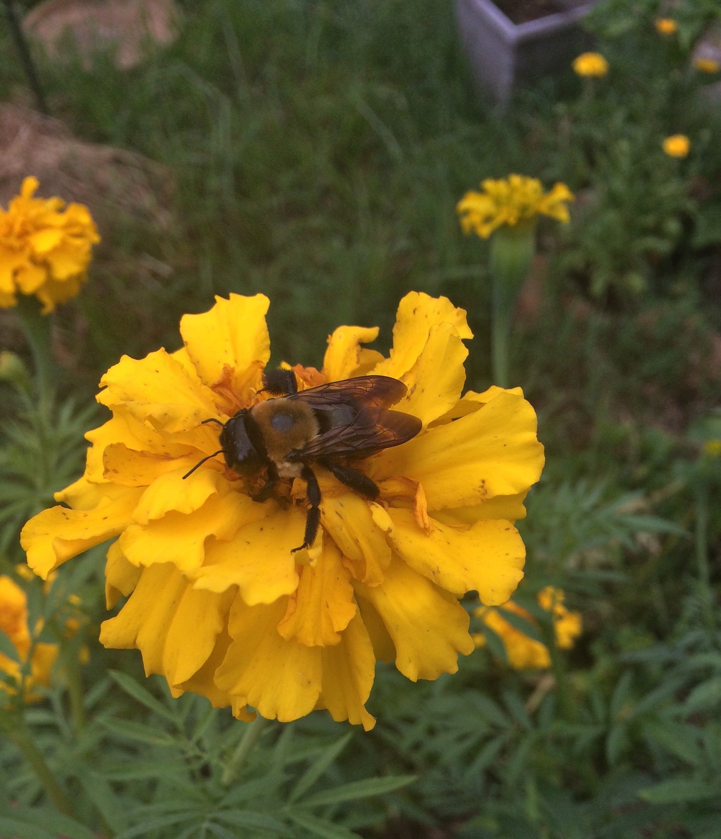 Aztec Marigold Seeds