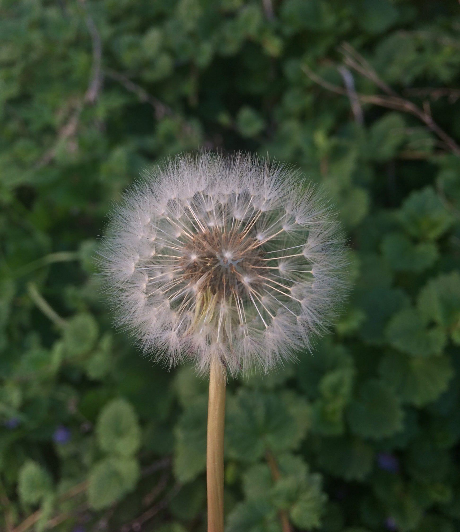 pink dandelion, heirloom seed, moonstonegarden, wsnc, shop small