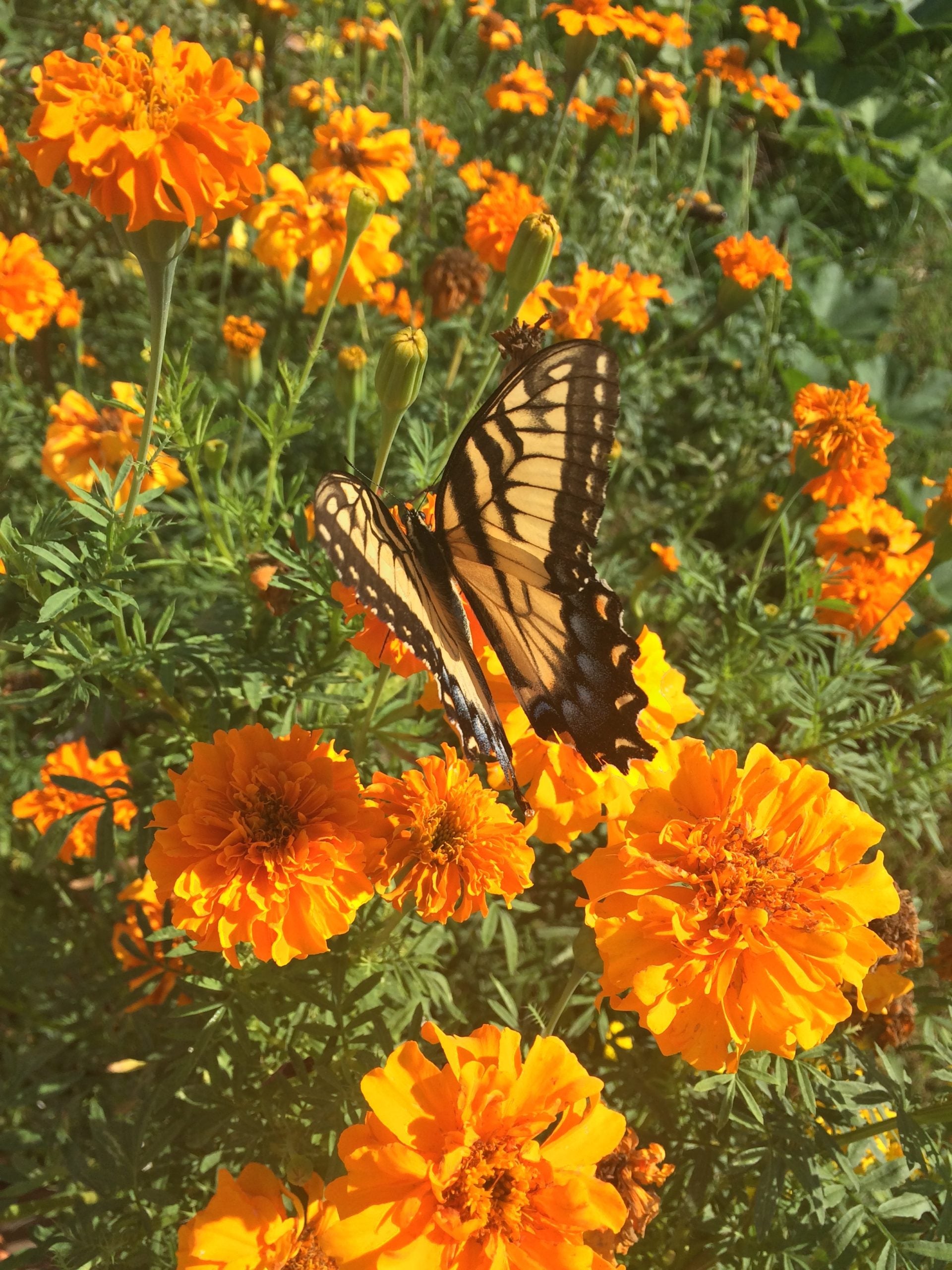Aztec Marigold Seeds