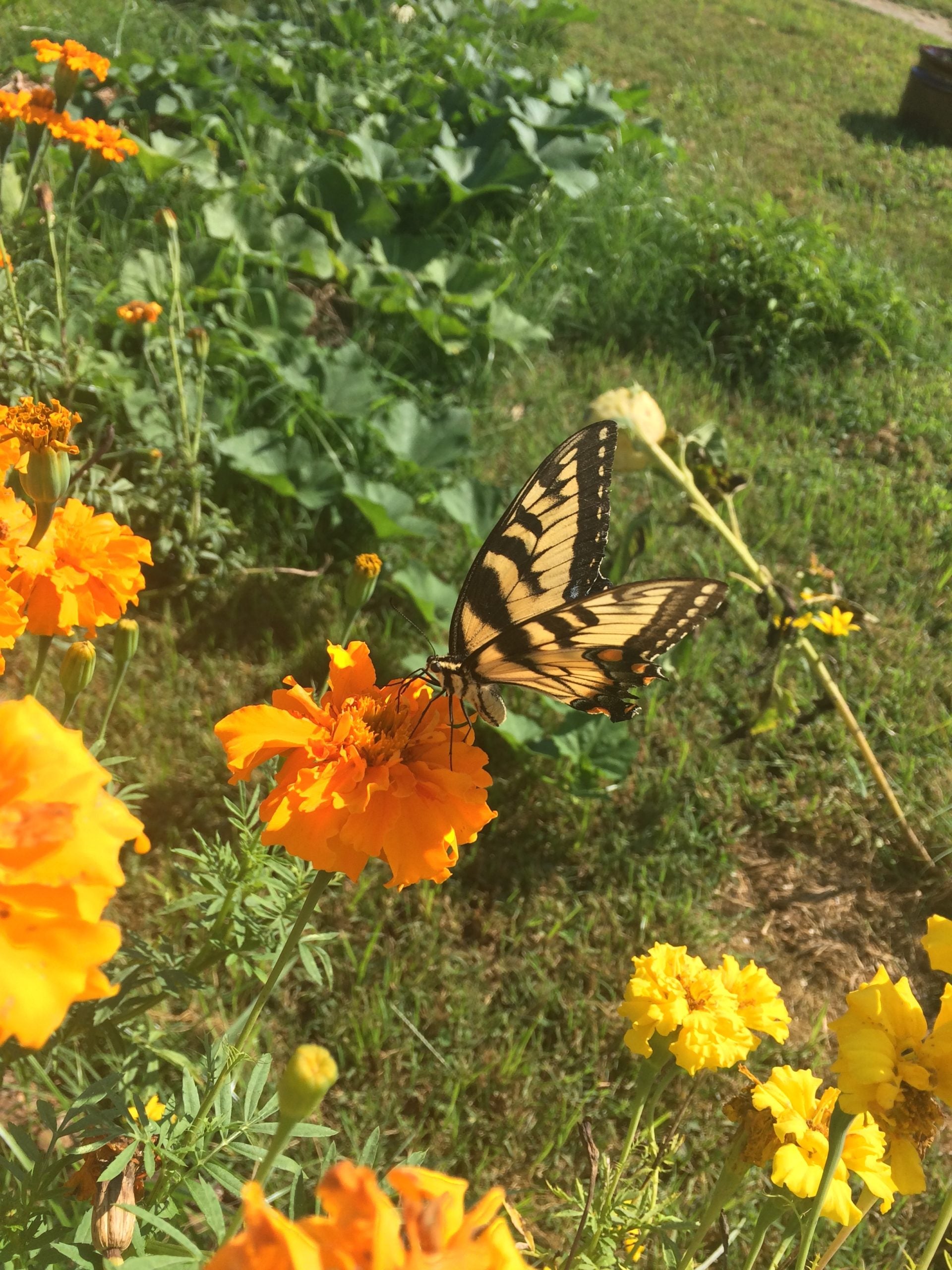 Aztec Marigold Seeds