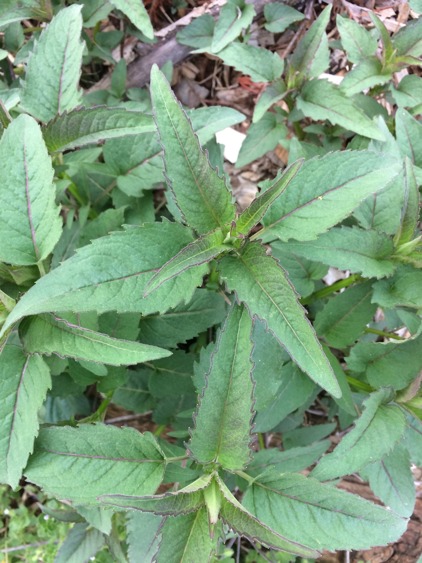 Bee Balm Seeds