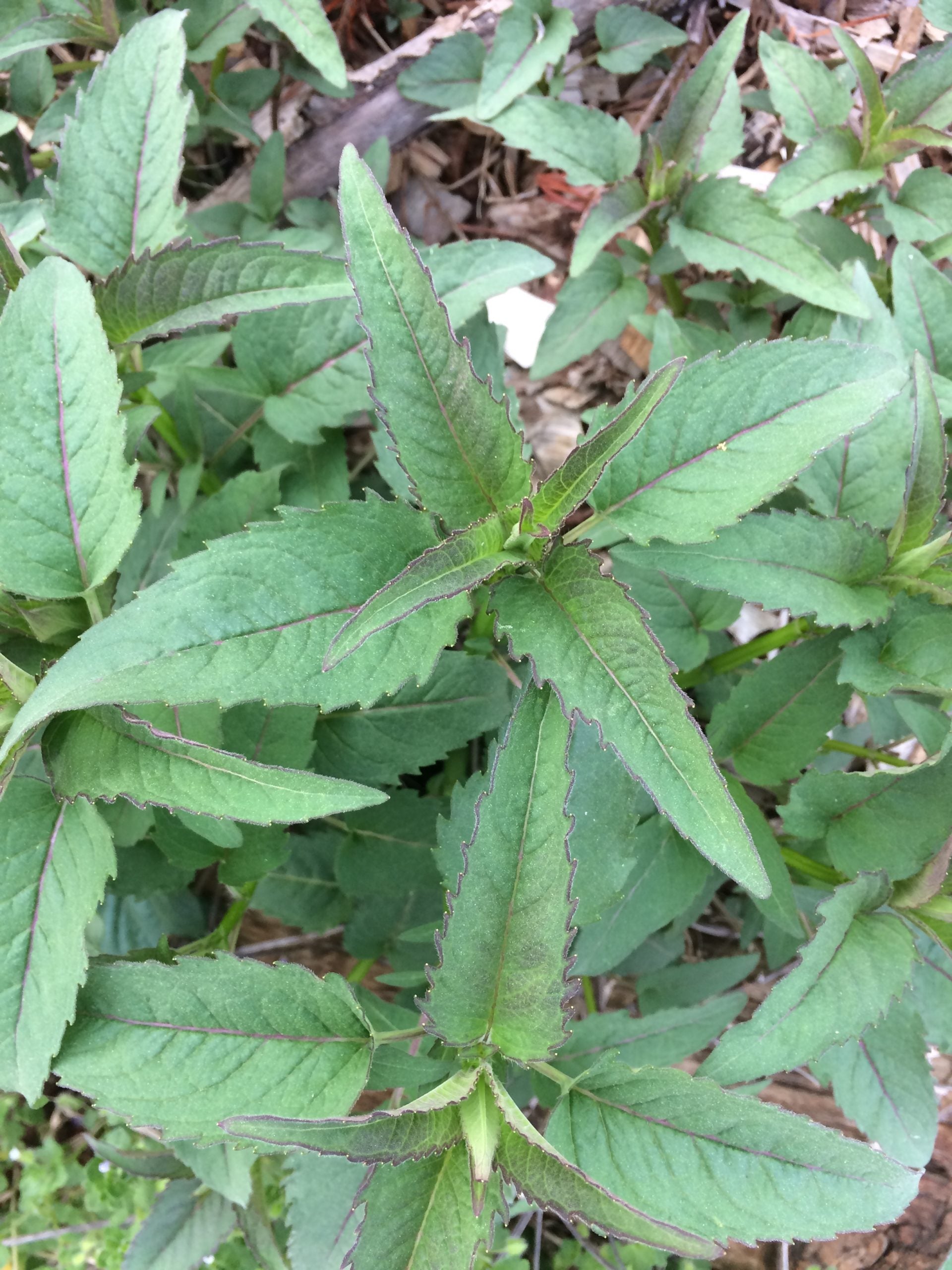 Bee Balm Seeds
