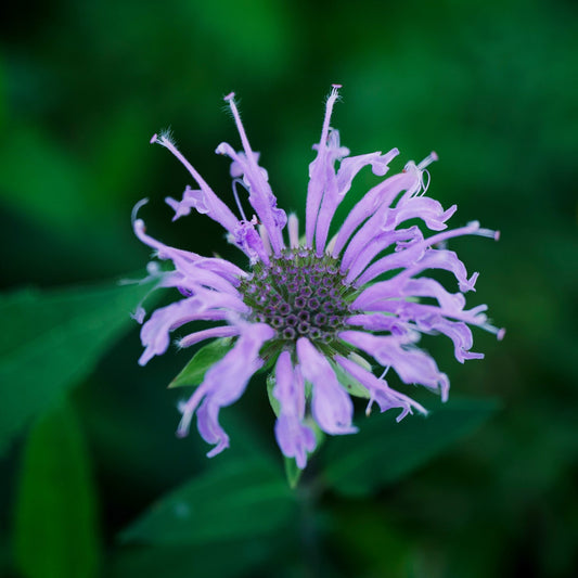 Bee Balm Seeds