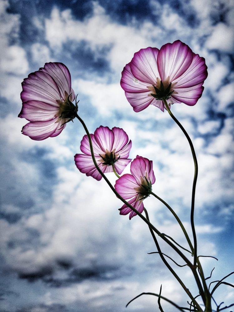 garden cosmos seeds seashell cosmos seeds