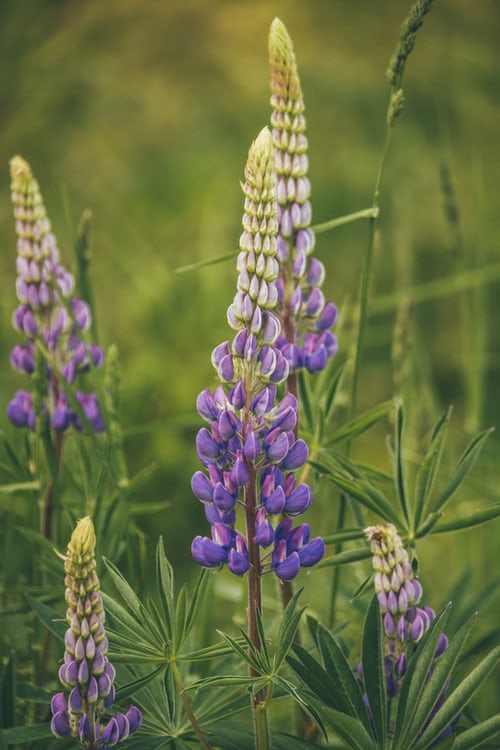 native lupine, heirloom seeds, Moonstone Garden, North Carolina, Black owned business,