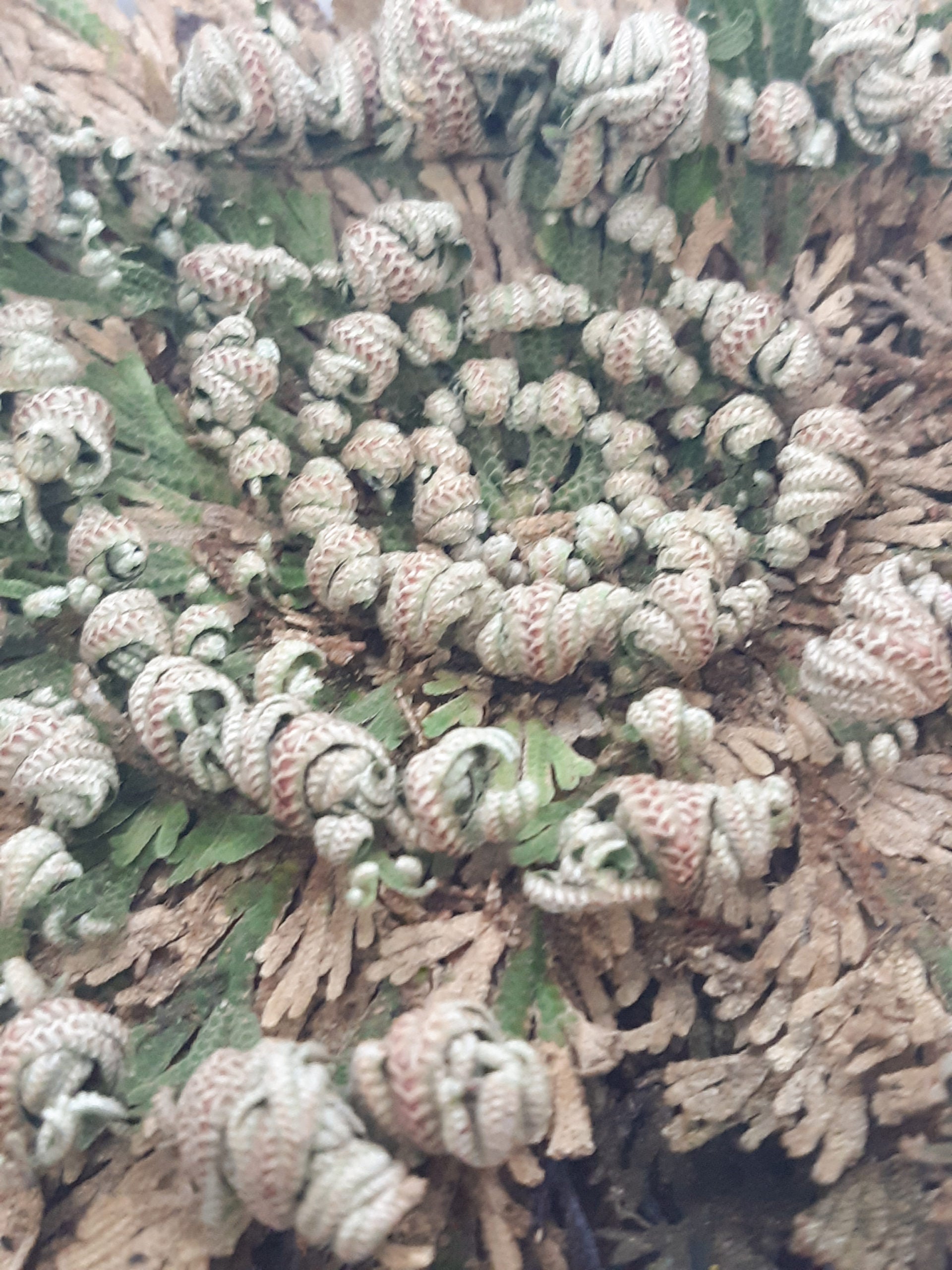 Rose of Jericho, dinosaur plant, resurrection plant, houseplant