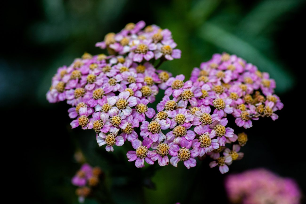 yarrow, heirloom plants, Moonstone Garden, live plants, WSNC, GSO, CLT, North Carolina, Black owned business