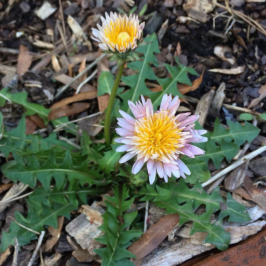 pink dandelion, moonstone garden, heirloom seeds, north carolina, woman owned, black owned