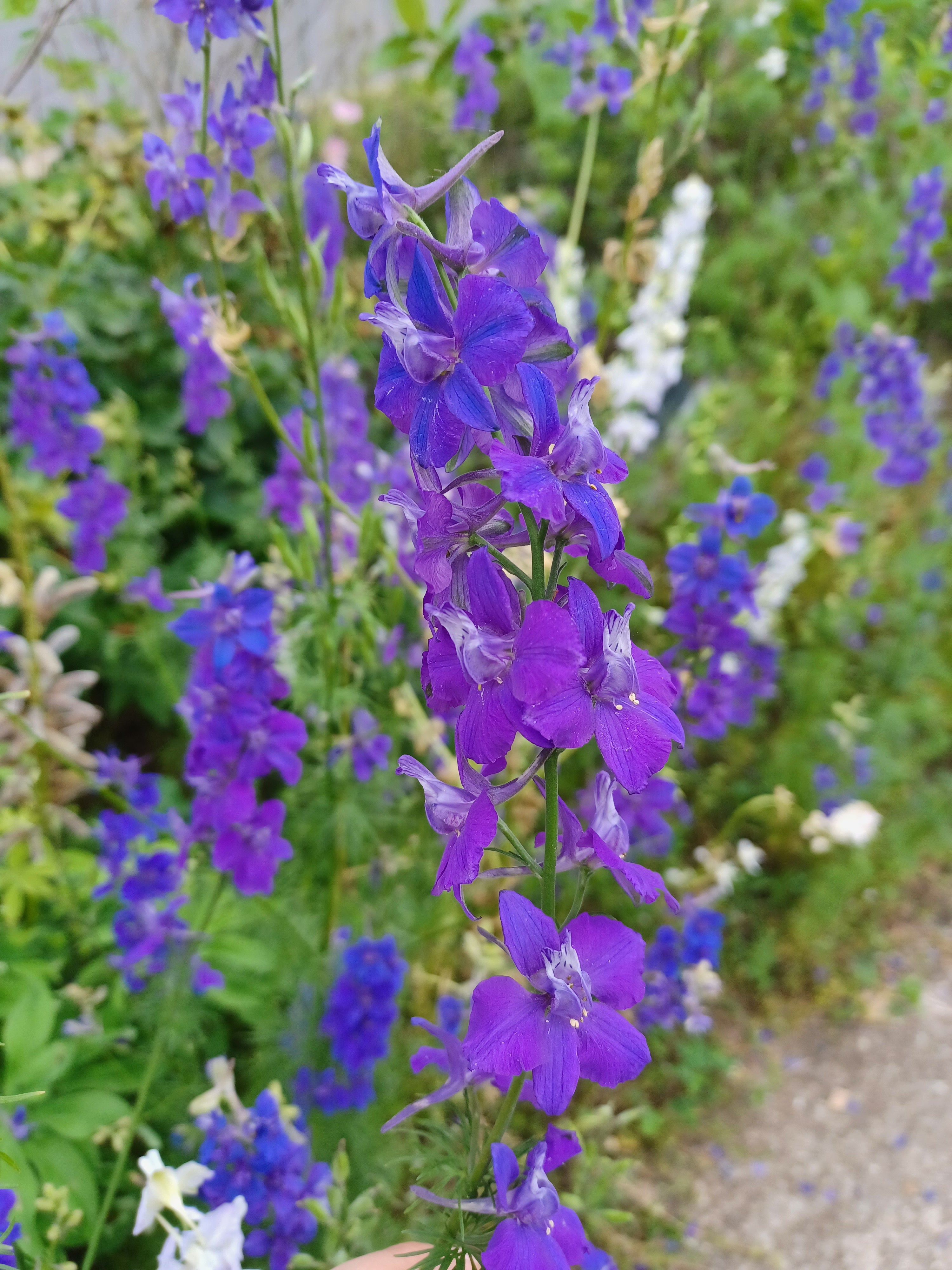 Bunny Bloom larkspur seeds – Moonstone Garden