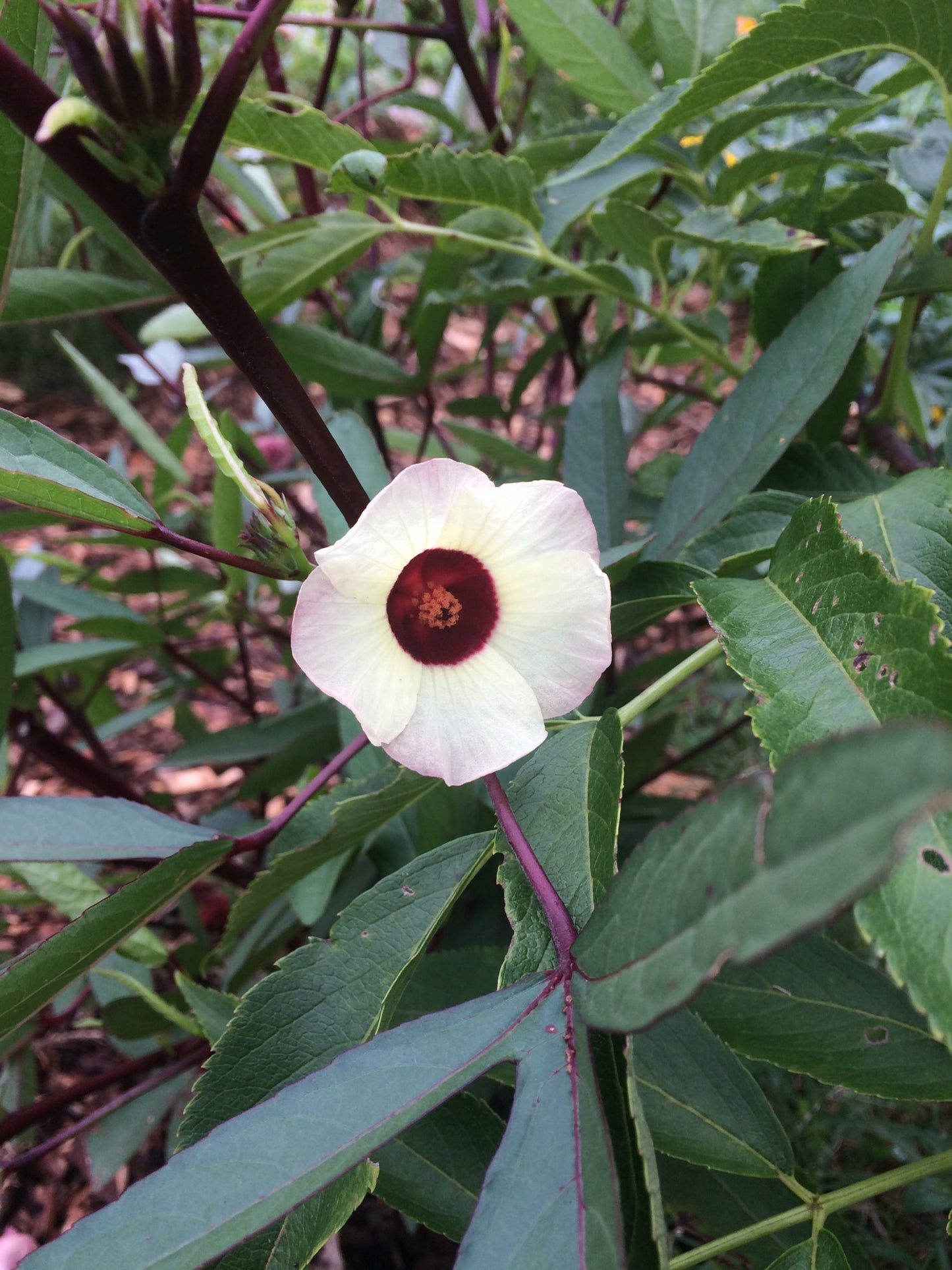 Jamaican sorrel, Thai roselle hibiscus, Hibiscus sabdariffa