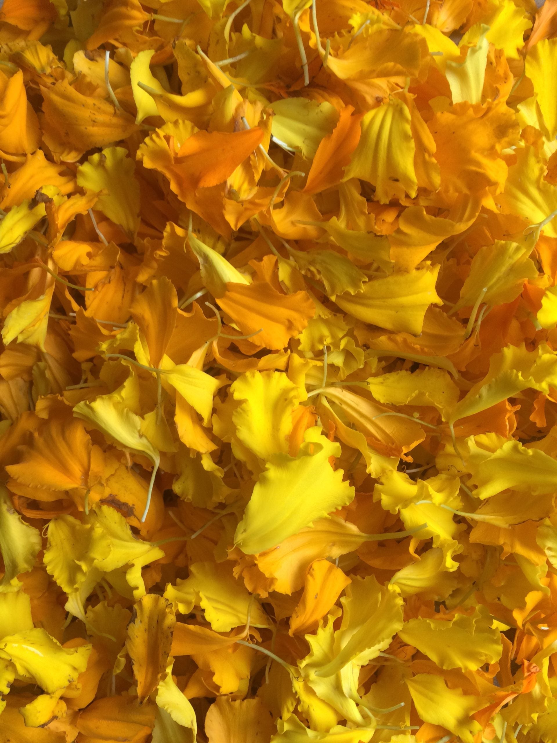 marigold, petals, tagetes