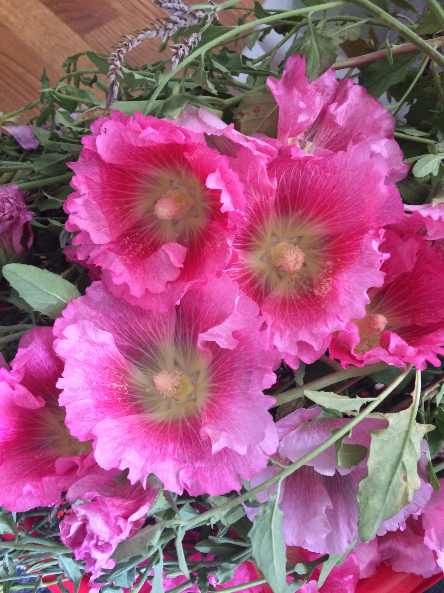 hollyhock, heirloom seeds, homegrown, moonstone garden, small business, Black woman owned business, wsnc, gso, clt, nc