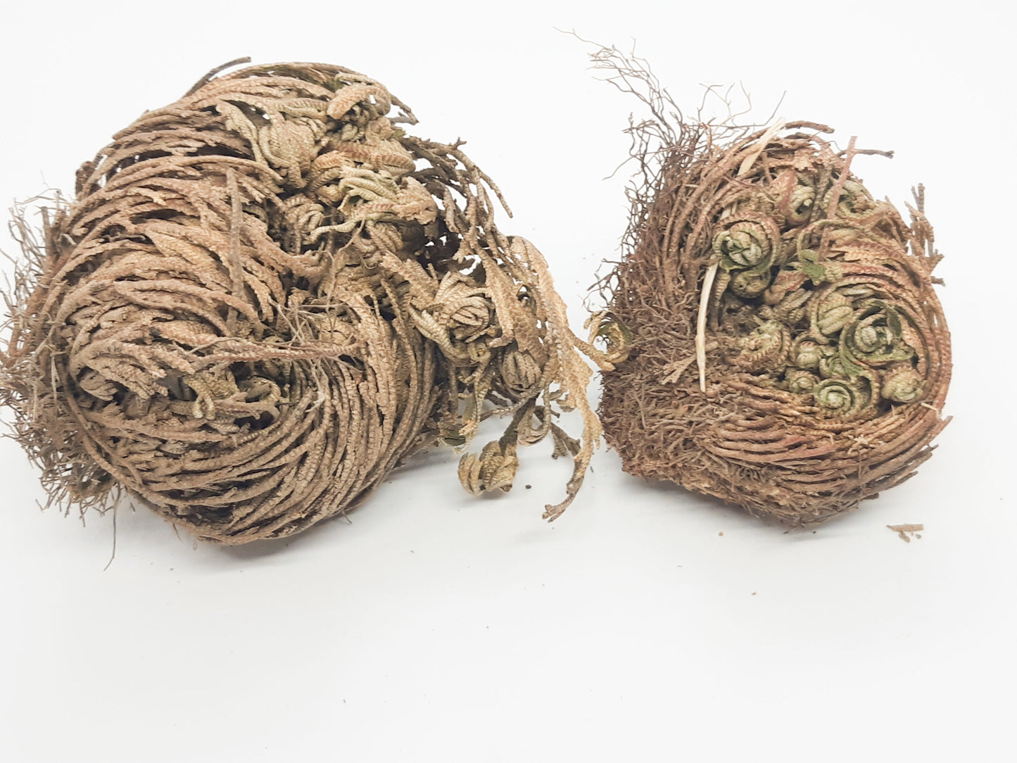 Rose of jericho resurrection plant