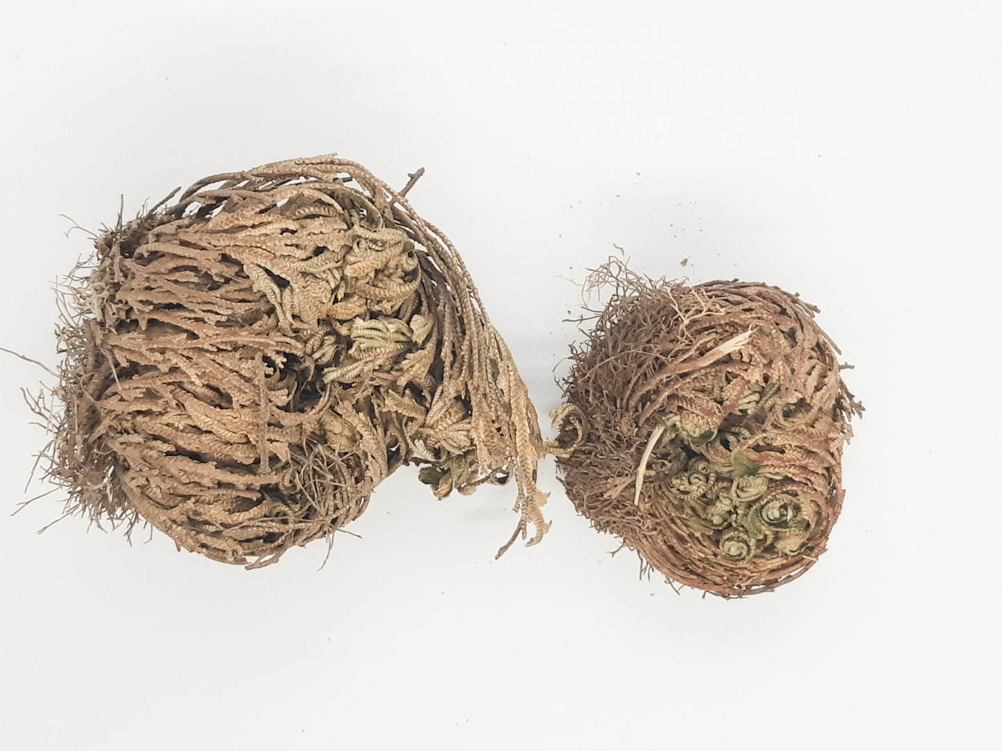 Rose of jericho, dinosaur plant, houseplant, North Carolina,