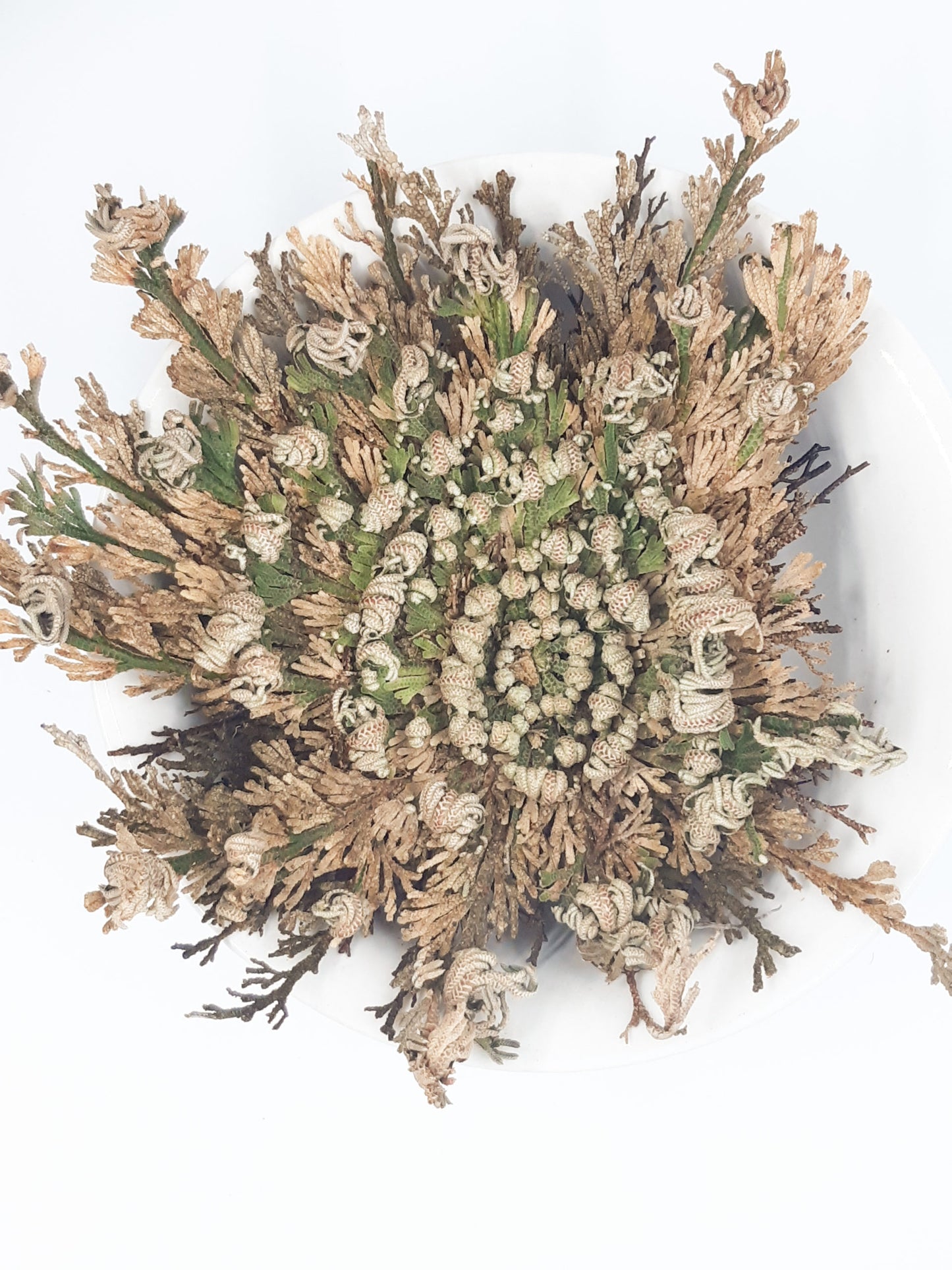 Rose of jericho, resurrection plant, dinosaur plant, fern, moss, houseplant